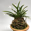 Neofinetia falcata Akebono 曙  Япония